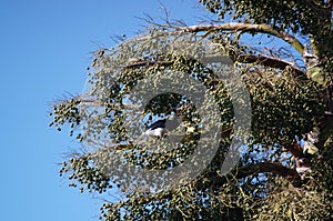 Oriental pied hornbill alight on a tree branch